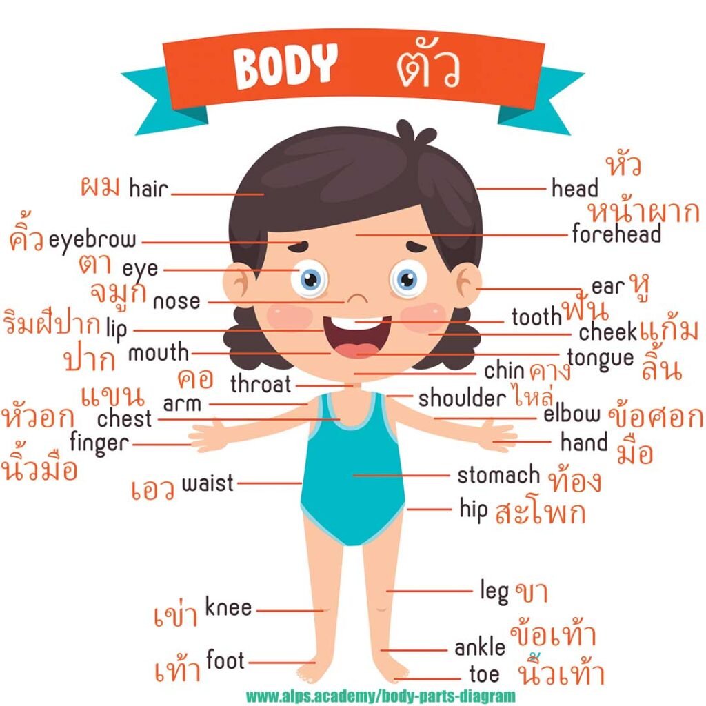 Thai English body parts diagram