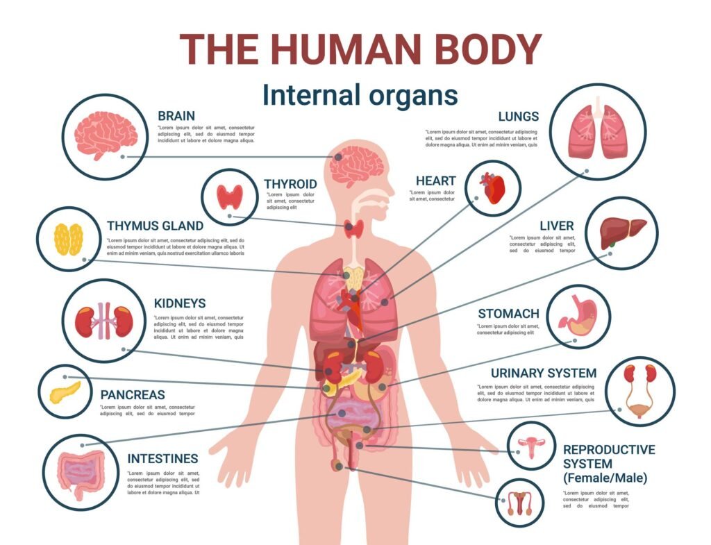 body parts diagram of internal organs